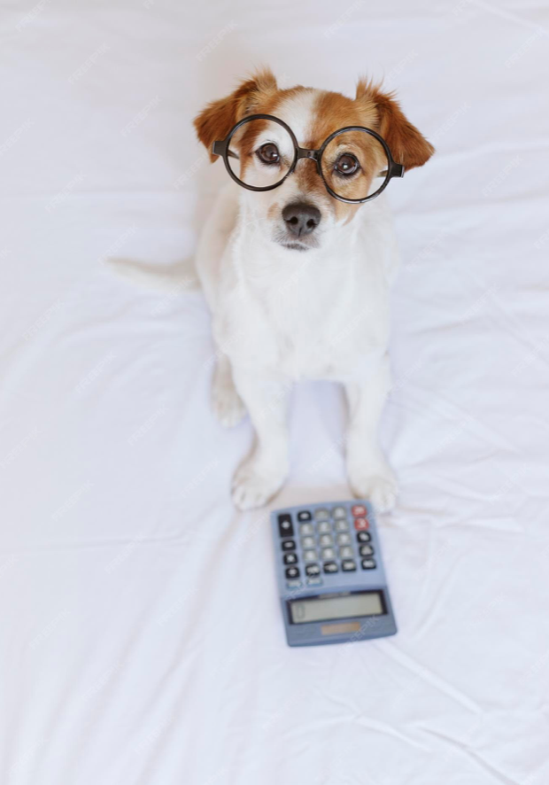 cute dog holding calculator for website